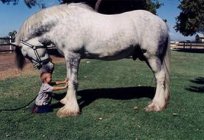 El caballo de la raza першерон: la foto, el precio y la descripción de la raza