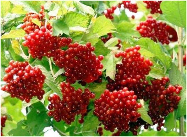 the Benefits and harms of viburnum