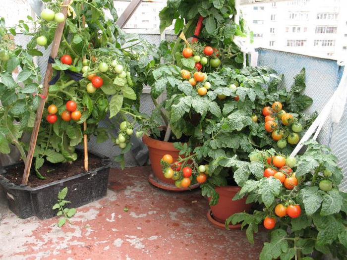 الطماطم Lyubasha استعراض الصور