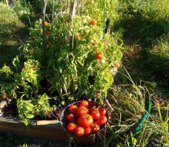 الطماطم Lyubasha استعراض الصور العائد