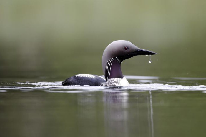 the red book sounds black-throated Loon