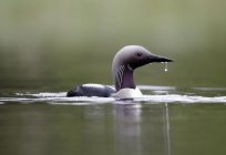 Black-throated diver: a description of the features of the care, habitat and interesting facts