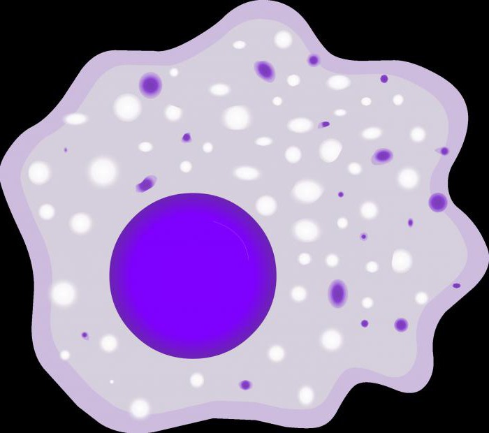 功能的巨噬细胞