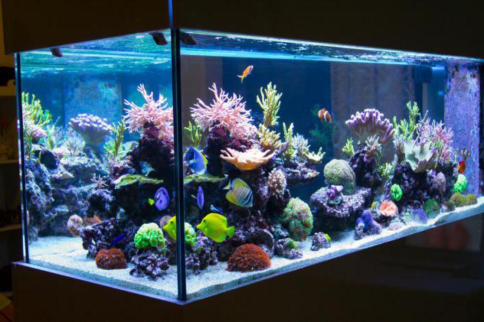 how to start an aquarium