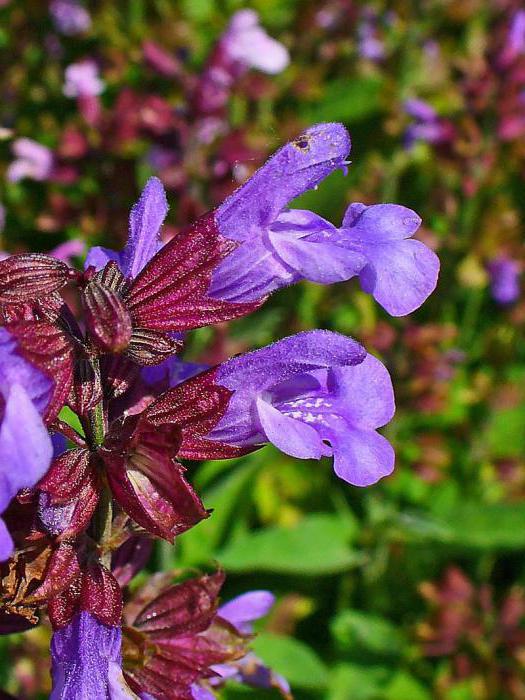 flowers of Salvia medicinal properties