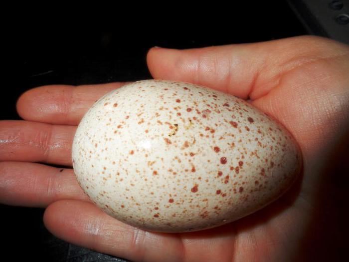 incubation of Turkey eggs
