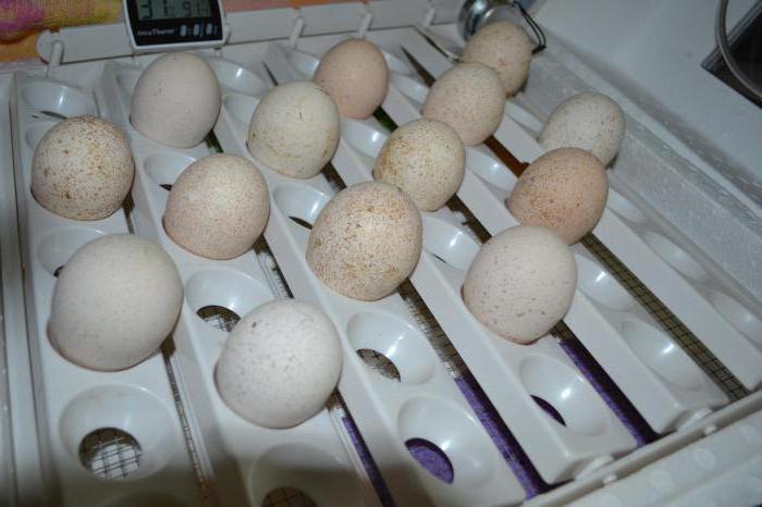 conditions of incubation of Turkey eggs
