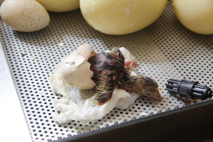 incubation Turkey egg table