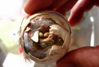Inkubation индюшиных Eier: Temperaturregime, Fristen