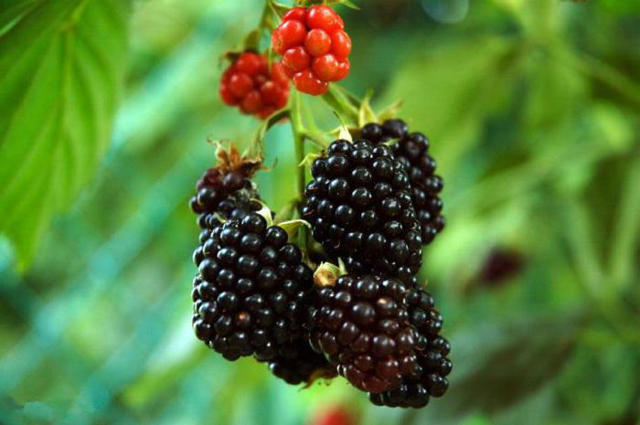 blackberry triple crown yorumları