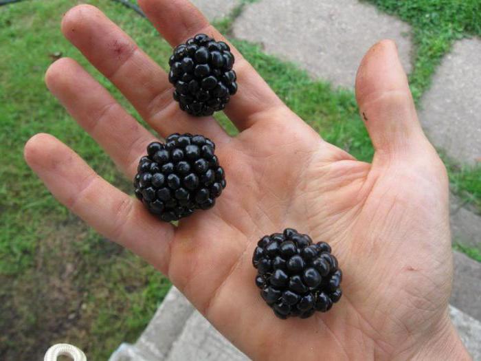 blackberry triple crown