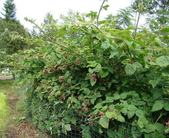 la plantación de blackberry en la primavera de plantones