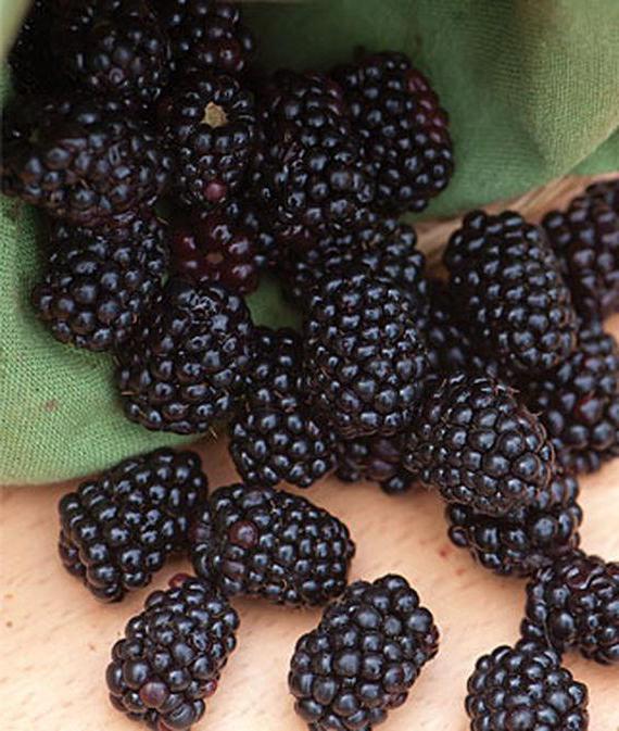 blackberry cuidado e o cultivo