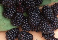 Blackberry Triple Crown: a descrição da variedade, foto, características de cultivo