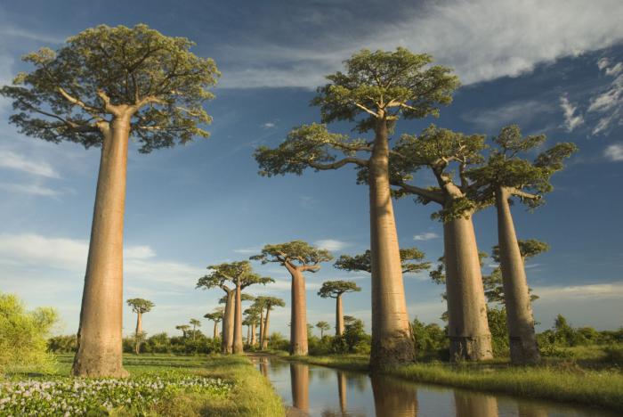 جزيرة مدغشقر حيث المناخ السكان