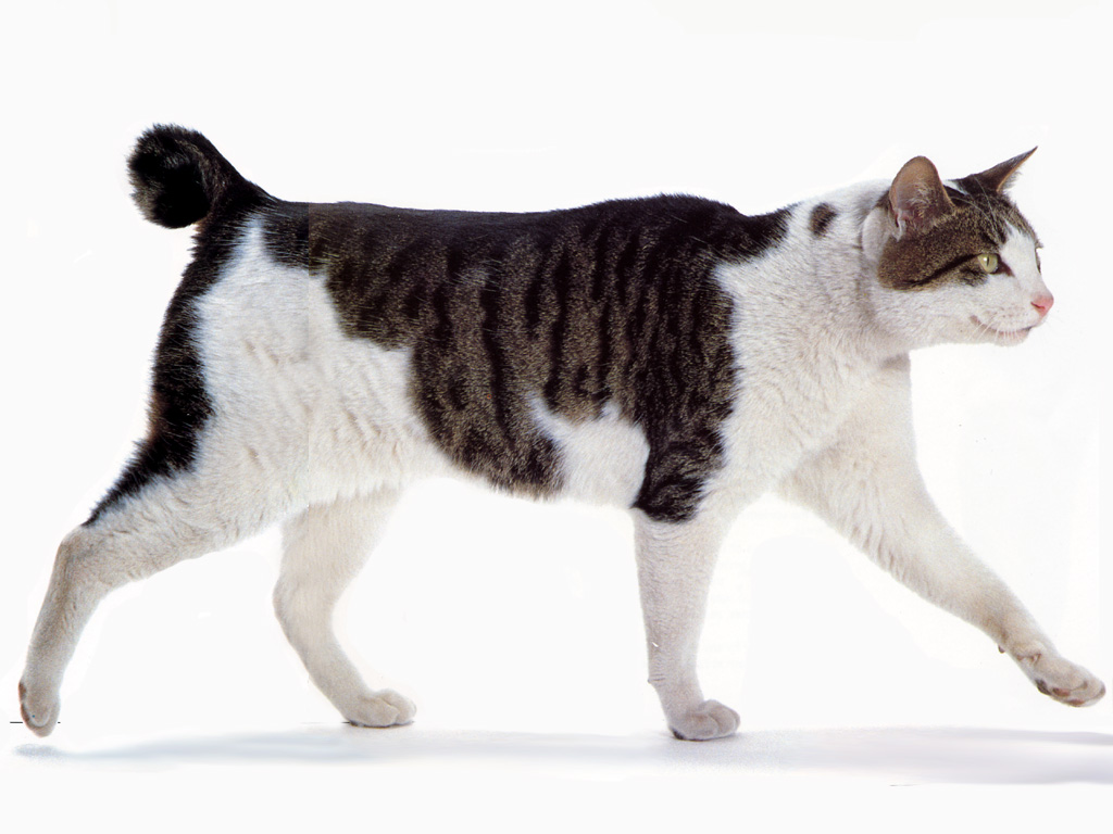 description of the breed Japanese Bobtail