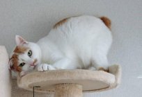 Japanese Bobtail: the nature and description of the breed (photo)