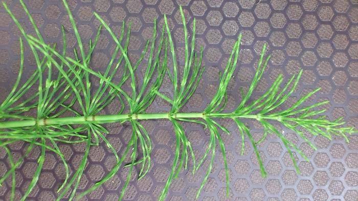 horsetail grass