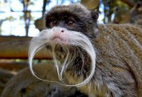 Małpa cesarski тамарин: cechy gatunku, siedliska, zasilanie