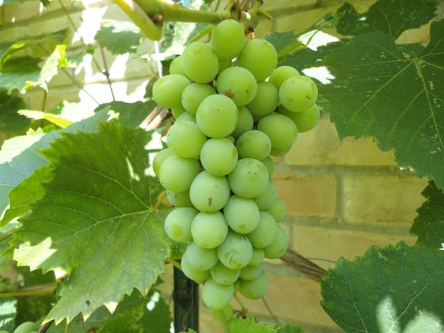 winogrona sadzenie i pielęgnacja przycinanie