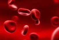 の寿命赤血球-人間-動物-植物