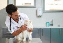 Epilepsy in cats: causes, symptoms, treatment
