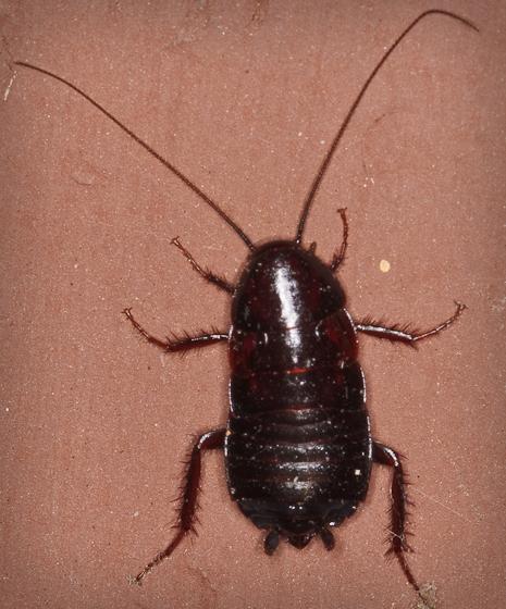 huge cockroaches in the apartment