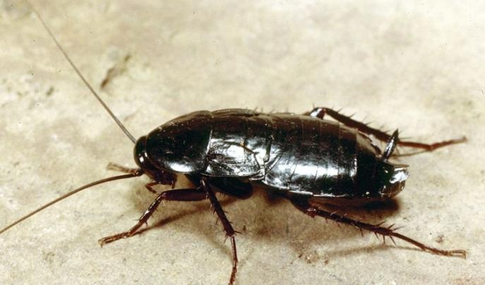 dlaczego w mieszkaniu pojawiają się karaluchy