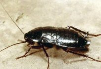 Huge cockroaches in the apartment. What to do?
