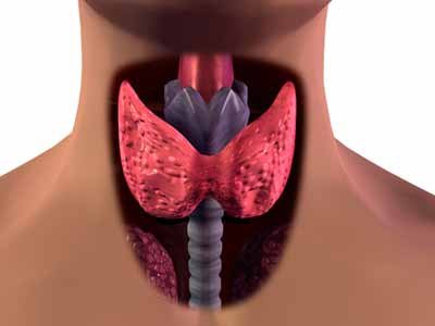 la glándula tiroides hipotiroidismo