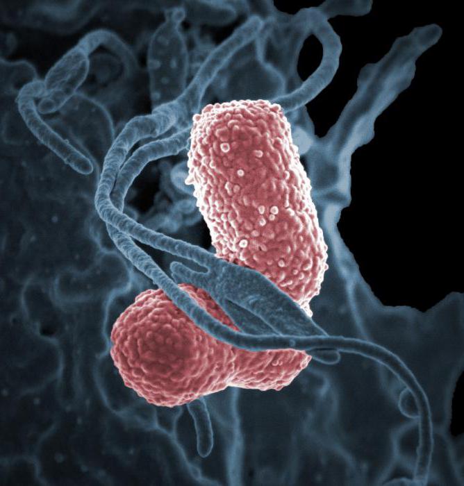 бактериофаг клебсиелл пікірлер