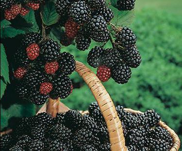 black raspberry кумберленд