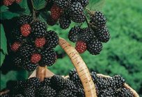 Кумберленд - frambuesas negras bayas. Ventajas y desventajas de las variedades. El cultivo de la frambuesa