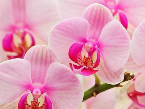a verdade é que a orquídea de energia vampiro