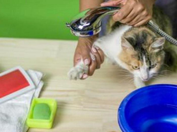 Folk Heilmittel der Aufzucht von Flöhen bei Katzen
