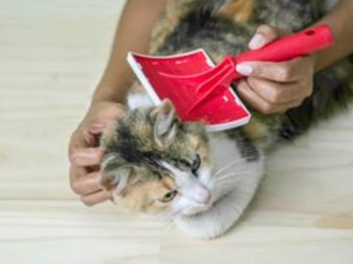 las herramientas de tratamiento de las pulgas del gato