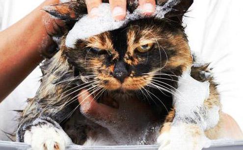 folk remedy against fleas in cats