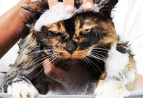 Effective folk remedy for fleas in cats