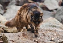 Jak objawia się wścieklizny u kotów?