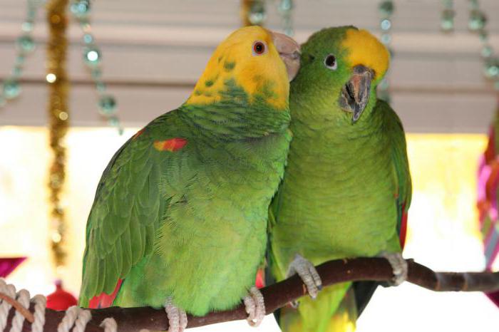 Papagei Amazon Bewertungen