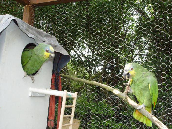 Amazon parrot content