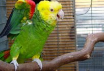 Papagei Amazon: Rezensionen der Besitzer und die Feinheiten des Inhalts