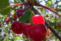 How to plant cherry spring: advice and recommendations
