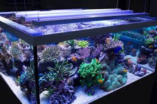 aquarium Lighting fluorescent lamps