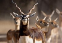 As semelhanças e diferenças de animais de uma espécie: gnu gnu, a gazela, o garn