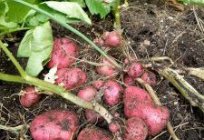 种植土豆由Militaru:审查。 该方案的种植土豆由Mittleider