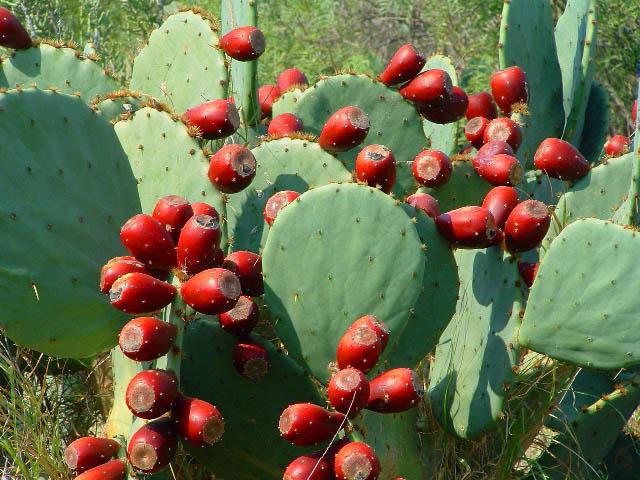lo que los mexicanos están hechas de fibra de madera de cactus