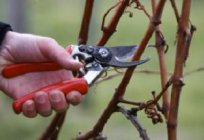 Consejos sobre cómo cultivar uvas en siberia
