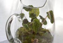 How to choose a terrarium for snails: advice