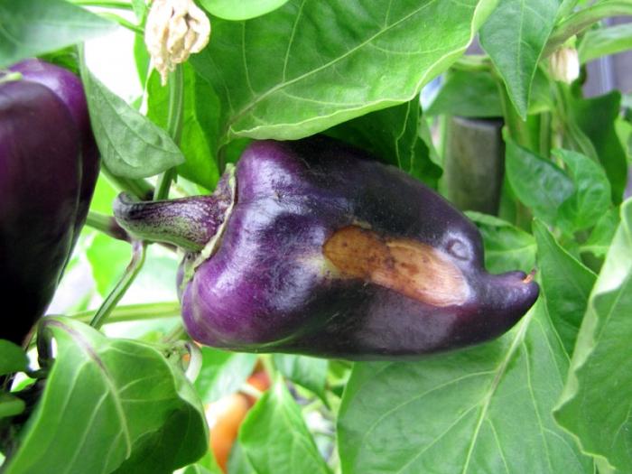 pepper seedling diseases
